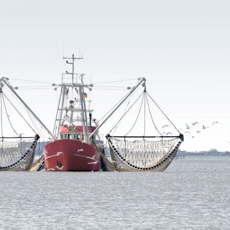 Content fürs Web Imke Janssen